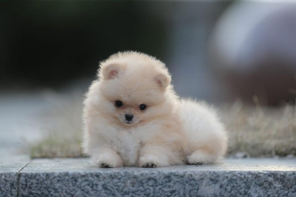 Pomeriaan pup reutje Orange Bear type – te reserveren, Nederland, Keeshond, Reu, 8 tot 15 weken