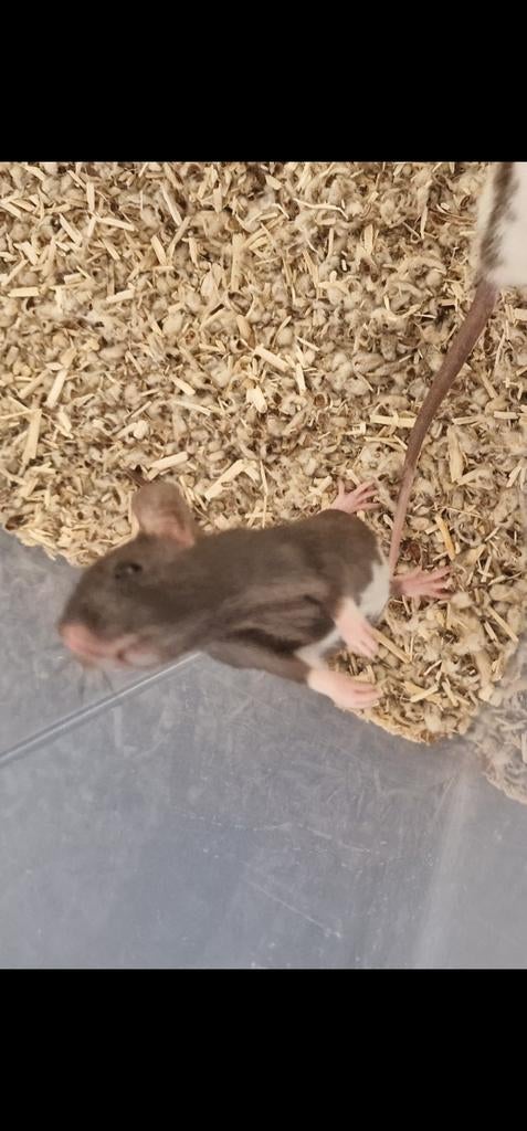Baby dwerg ratten (per twee), Rat, Februari, Mannelijk, Tam