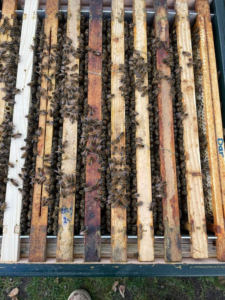 Meerdere Buckfast bijenvolk vriendelijke rustige bijen., Dieren en Toebehoren, Insecten en Spinnen, Bijen