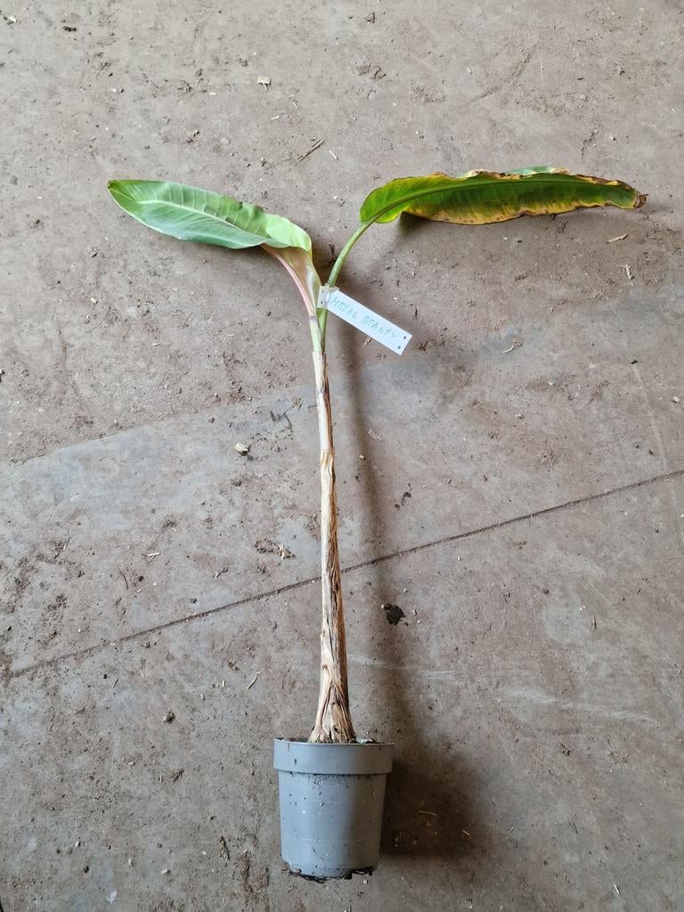 Musa helan beauty, Ophalen, Halfschaduw, Minder dan 100 cm