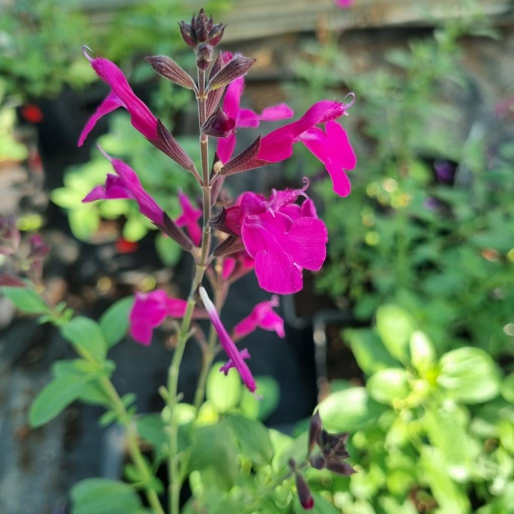 Vaste planten, siergrassen en agapanthus - 2e Paasdag open, Ophalen of Verzenden, Vaste plant, Siergrassen
