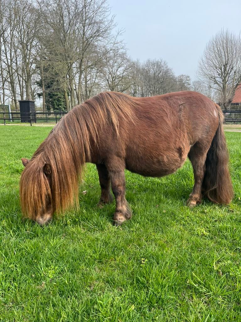 Lieve drachtige Shetlander, Dieren en Toebehoren, Pony's, Merrie, A pony (tot 1.17m), Met stamboom, 0 tot 2 jaar
