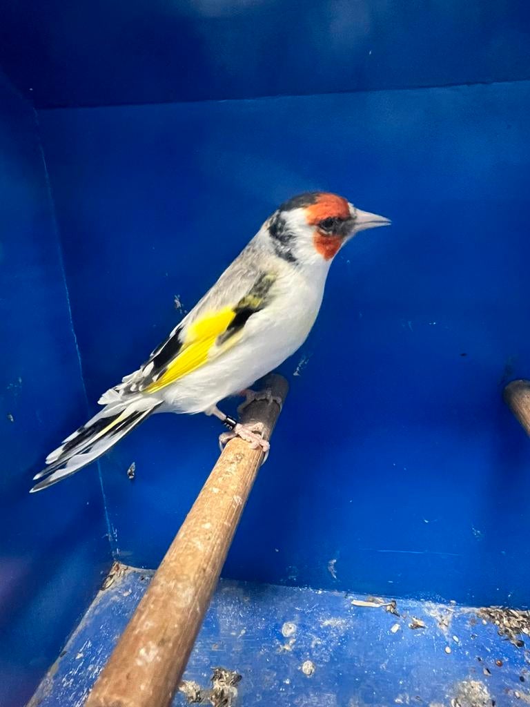 Majoor Putter Agaat Bont Man, Dieren en Toebehoren, Mannelijk, Wildzangvogel, Geringd