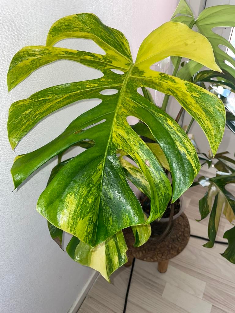 Monstera Aurea - Volledige plant op mospaal, Huis en Inrichting, Kamerplanten, Ophalen of Verzenden, Halfschaduw, 150 tot 200 cm