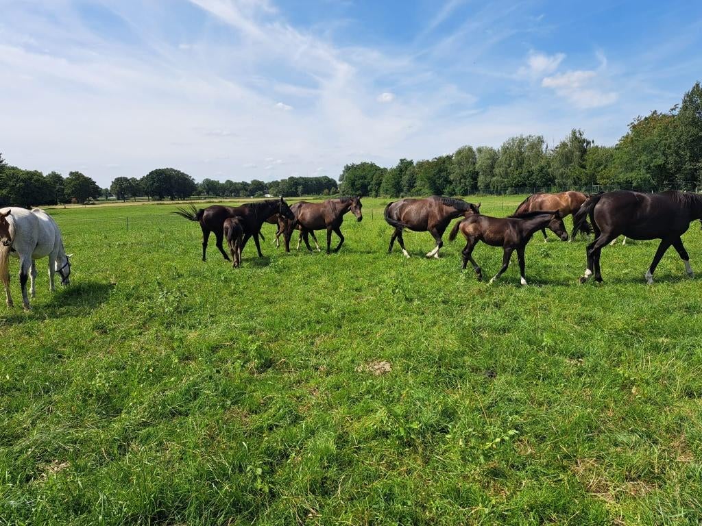 Drachtige paarden, Merrie, Springpaard, Met stamboom