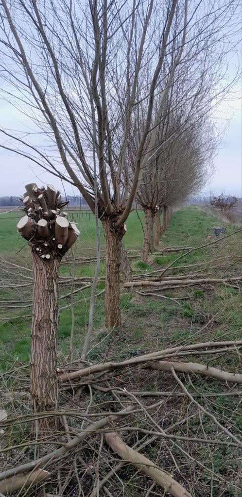 Knotwilgen om te planten. Wilg, Tuin en Terras, Planten | Bomen, Overige soorten, Lente, 250 tot 400 cm, Ophalen