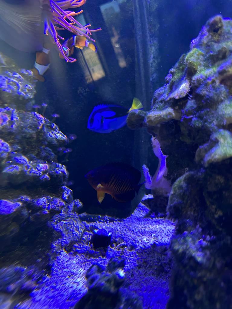 Inhoud zeeaquarium en red sea reefer 525, Vis, Zoutwatervis