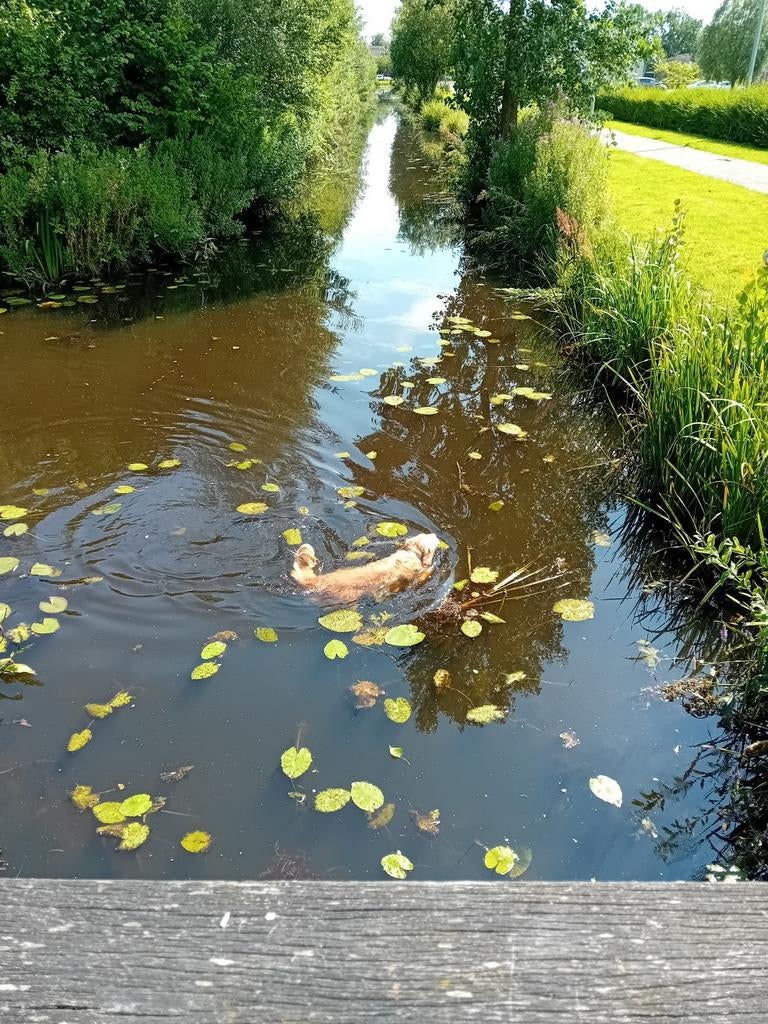 Golden Retriever dekreu   (niet te koop), Dieren en Toebehoren, Reu, Eén hond, 3 tot 5 jaar, Nederland