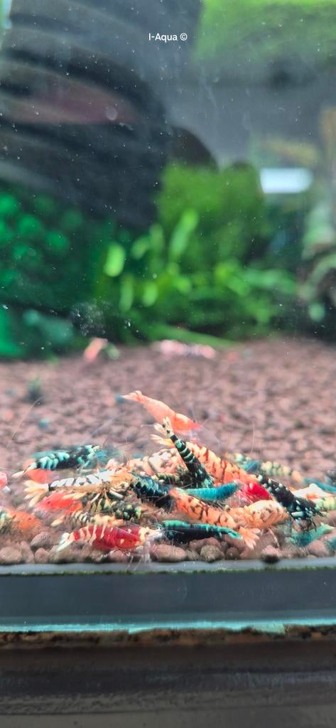 Aanbieding Skittels Caridina garnalen aquarium bezorging, Kreeft, Krab of Garnaal