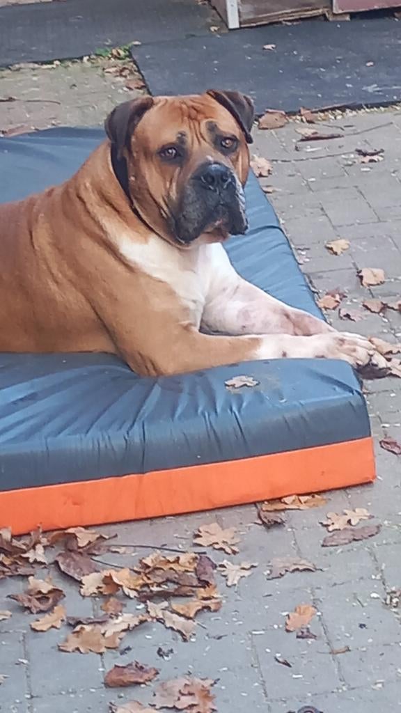 Boerboel stamboom molosser bull dekreu mastif, Dieren en Toebehoren, Reu, Parvo, Eén hond, 3 tot 5 jaar