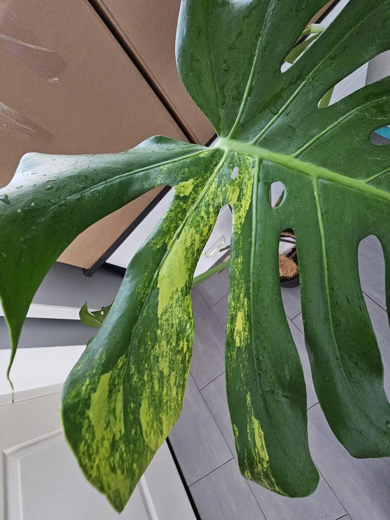 Monstera aurea variegata (marmorata). 100cm hoog, Huis en Inrichting, Kamerplanten, Ophalen, Halfschaduw, Minder dan 100 cm