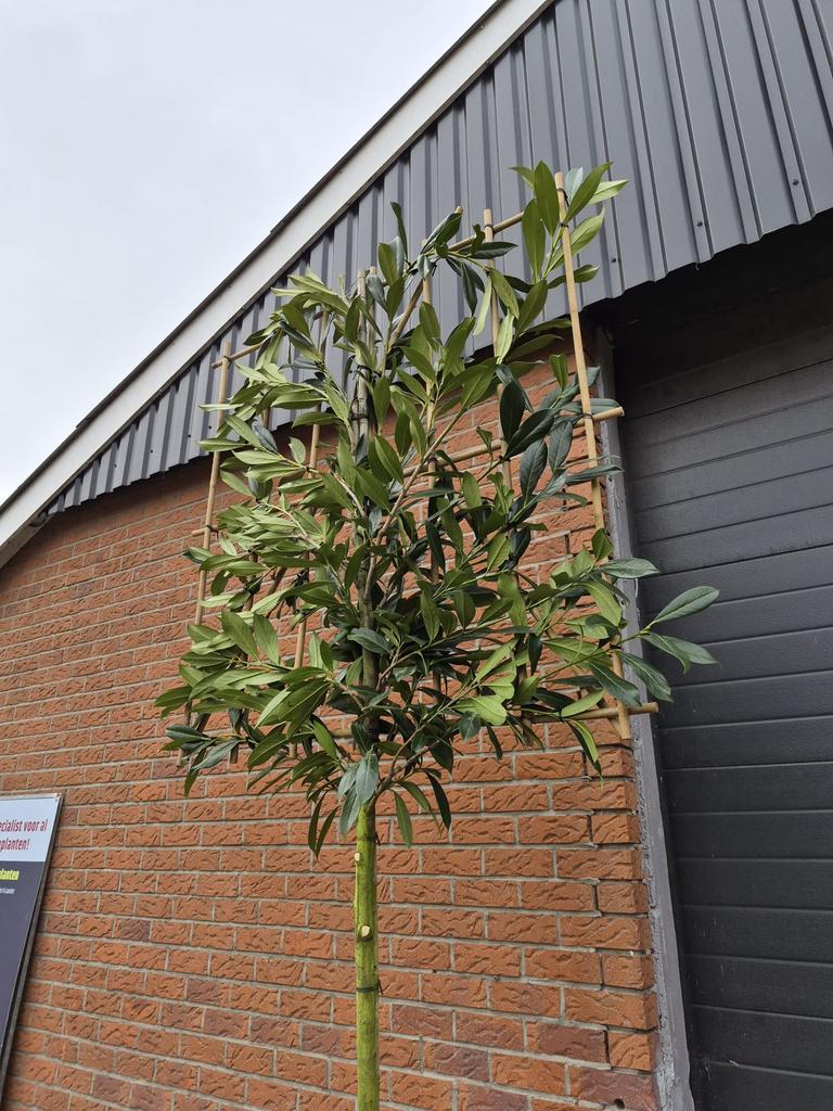 Lei laurier prunus laurier leiboom leibomen lei portugese, Bloeit niet, Leiboom, Halfschaduw, Ophalen of Verzenden