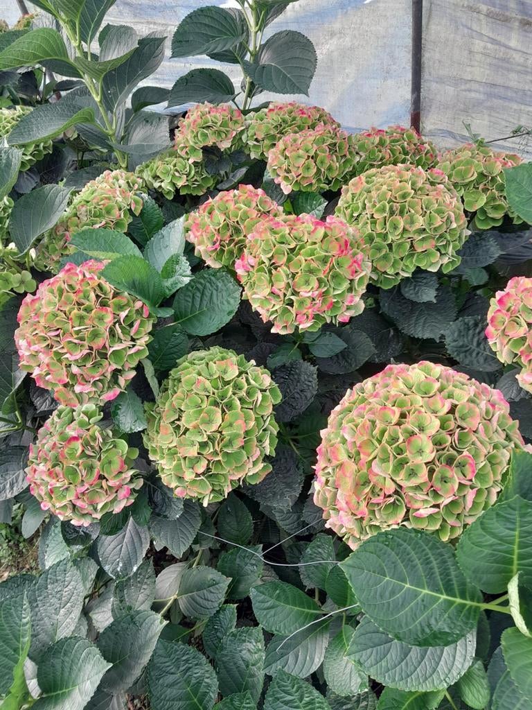 Hortensia's te koop, Ophalen, Overige soorten, Halfschaduw