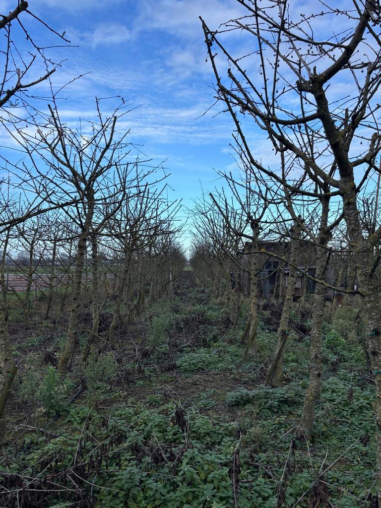 Productieve kersenbomen, ook perfect voor in de tuin!, Tuin en Terras, Planten | Bomen, Overige soorten, Lente, 250 tot 400 cm