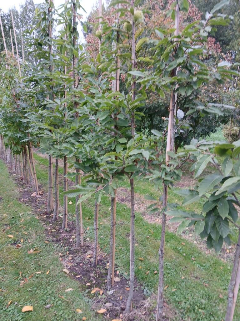 Tammekastanje boom/ castanea sativa, Halfschaduw, 250 tot 400 cm, Zomer, Overige soorten
