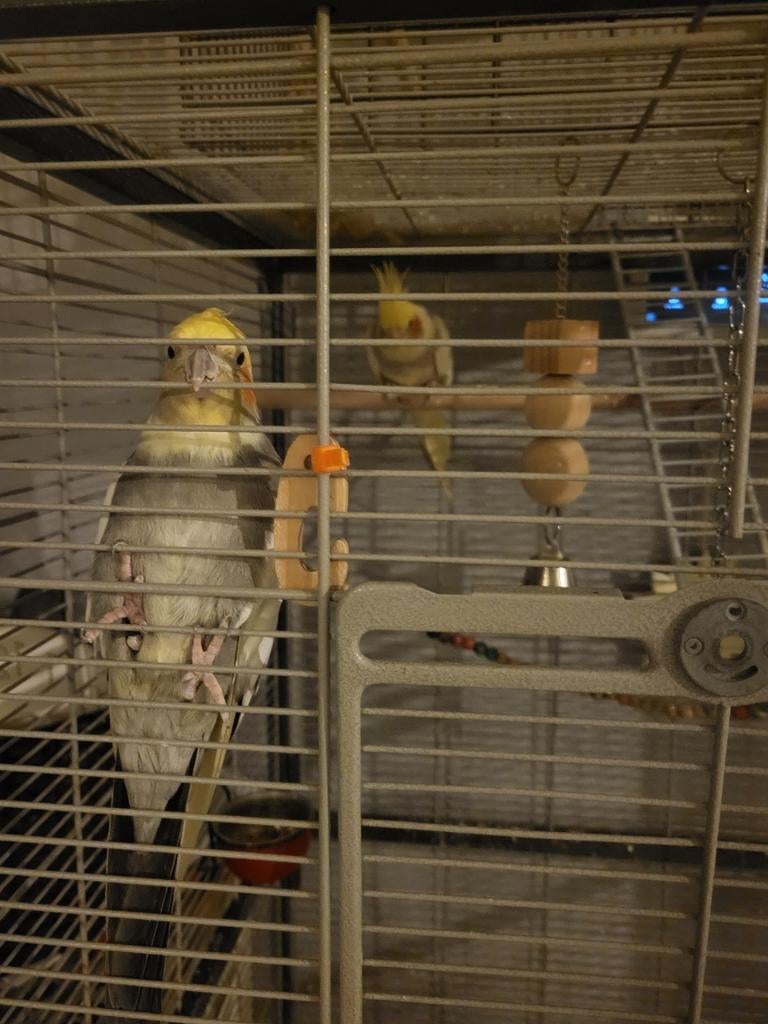 Valkparkieten te koop, Meerdere dieren, Parkiet