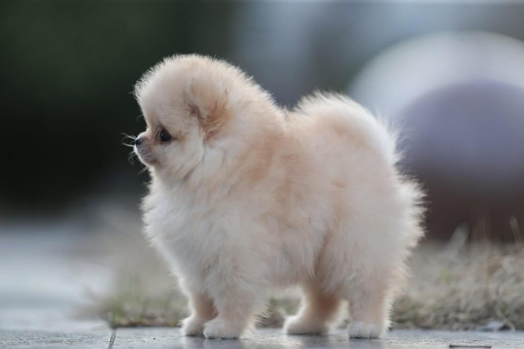 Pomeriaan pup reutje Orange Bear type – te reserveren, Nederland, Keeshond, Reu, 8 tot 15 weken