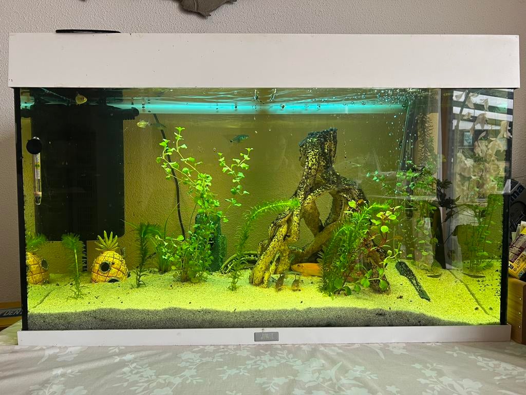 Aquarium Juwel met vissen en andere toebehoren, Ophalen, Gebruikt, Gevuld zoetwateraquarium