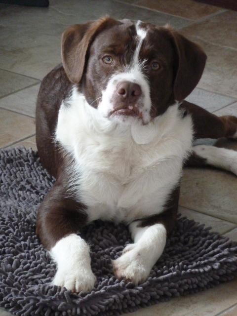 hond, Dieren en Toebehoren, Honden | Niet-rashonden, 15 weken tot 1 jaar, Reu, Eén hond, Middel