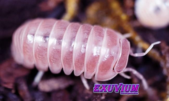 Armadillo officinalis Pink isopods / pissebedden, Dieren en Toebehoren, Overige soorten