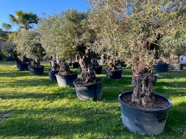 Oude olijfbomen NU UITZOEKEN prachtige geleefde stam, Overige soorten, 100 tot 250 cm, Zomer, Ophalen
