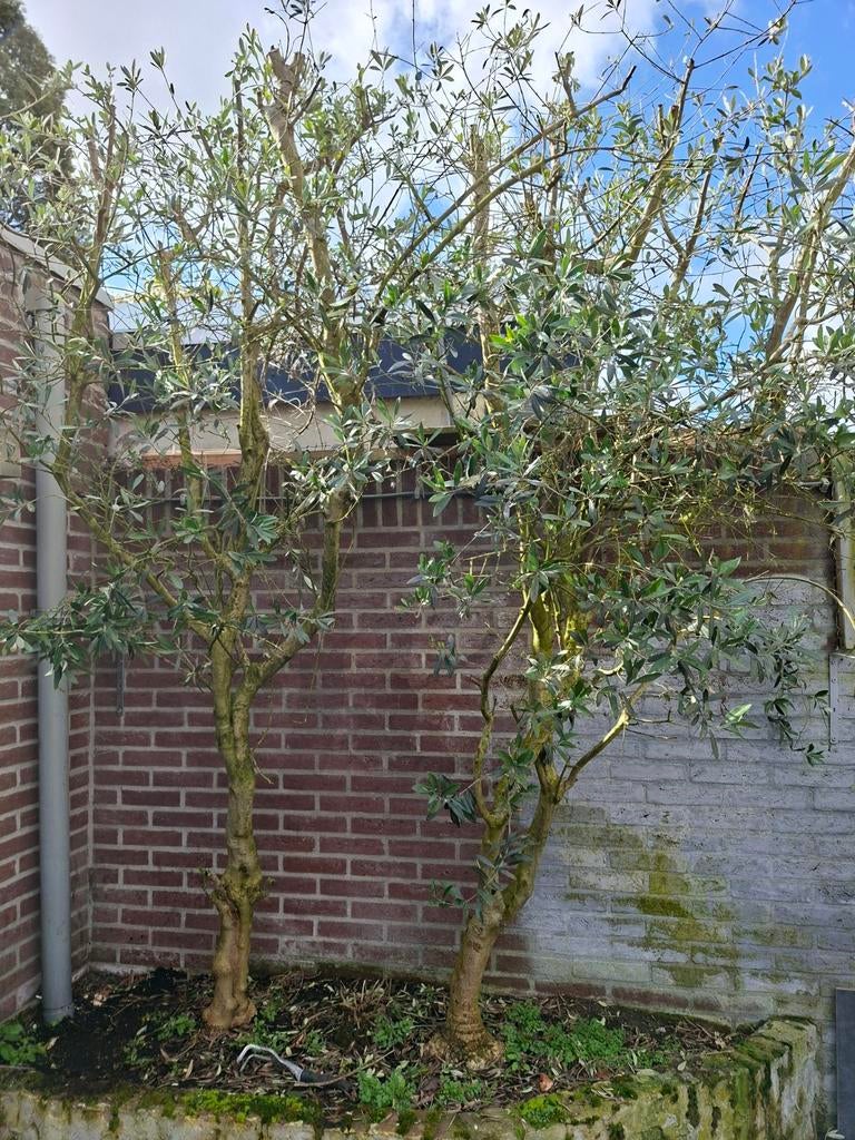 2 Mooie Oude Olijfbomen in Goede Staat -, Tuin en Terras, Ophalen, Olijfboom, 250 tot 400 cm