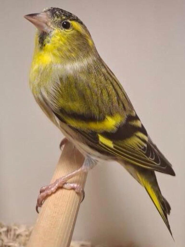 1 Wildkleur sijs man van 2025 correct geringd., Dieren en Toebehoren, Vogels | Overige Vogels, Mannelijk, Wildzangvogel, Geringd