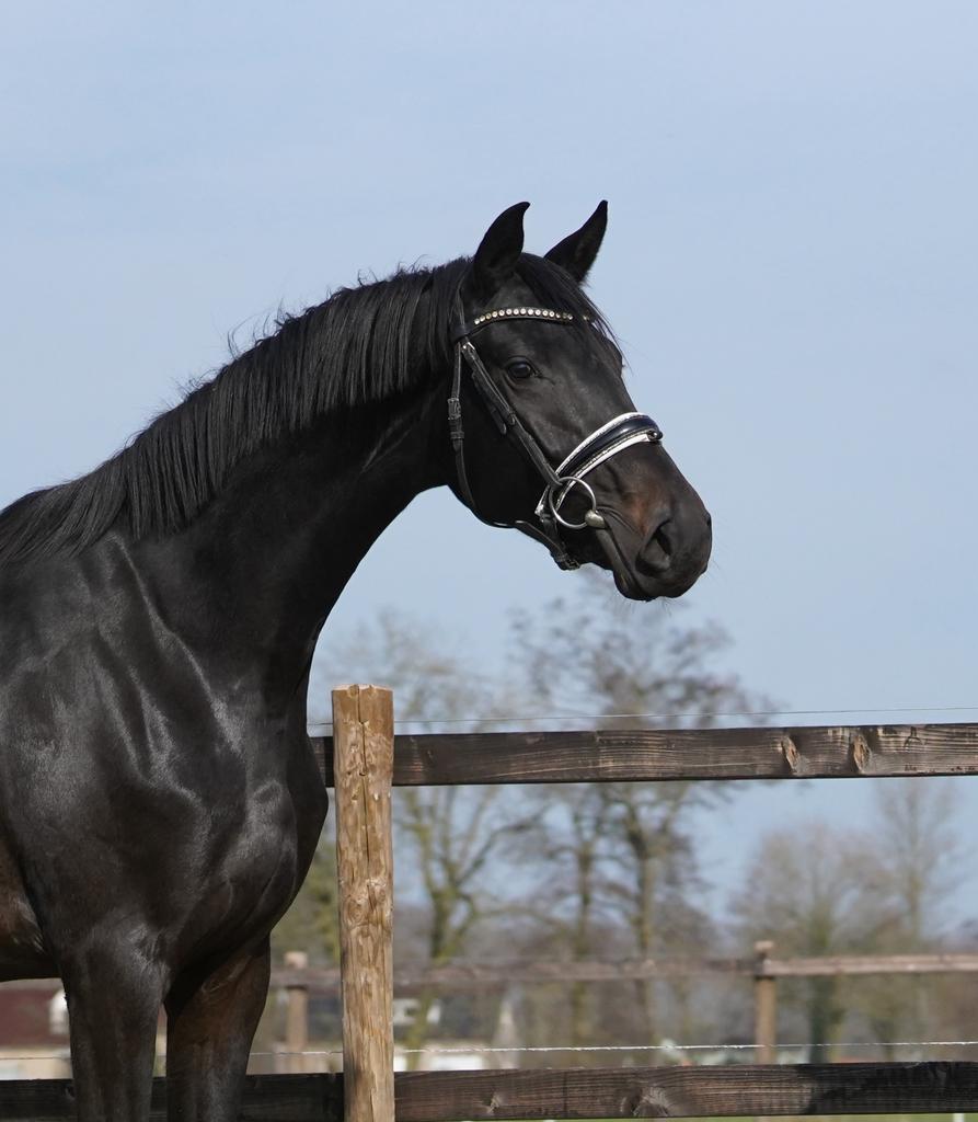 Hele lieve fijne 4 jarige merrie v. Total mc laren, Merrie, Met stamboom, Dressuurpaard, 3 tot 6 jaar