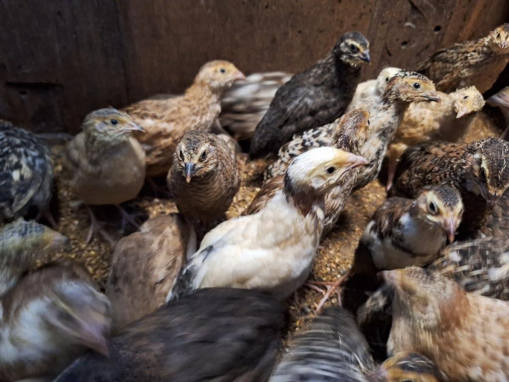 Prachtige japanse kwartels, mooie kleuren, Dieren en Toebehoren, Meerdere dieren, Tropenvogel, Tam