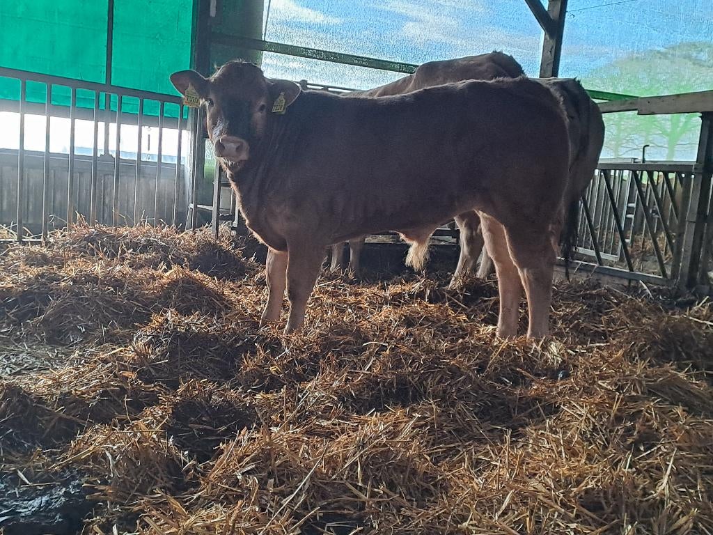 Blonde de Aquitaine stier, Ophalen, Nieuw