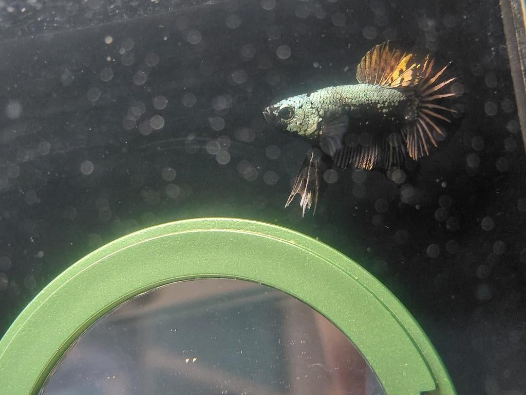 Samurai plakat betta man.1, Vis