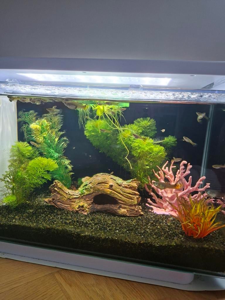 Volwassen guppen, Dieren en Toebehoren, Vissen | Aquaria en Toebehoren, Ophalen of Verzenden, Gevuld zoetwateraquarium