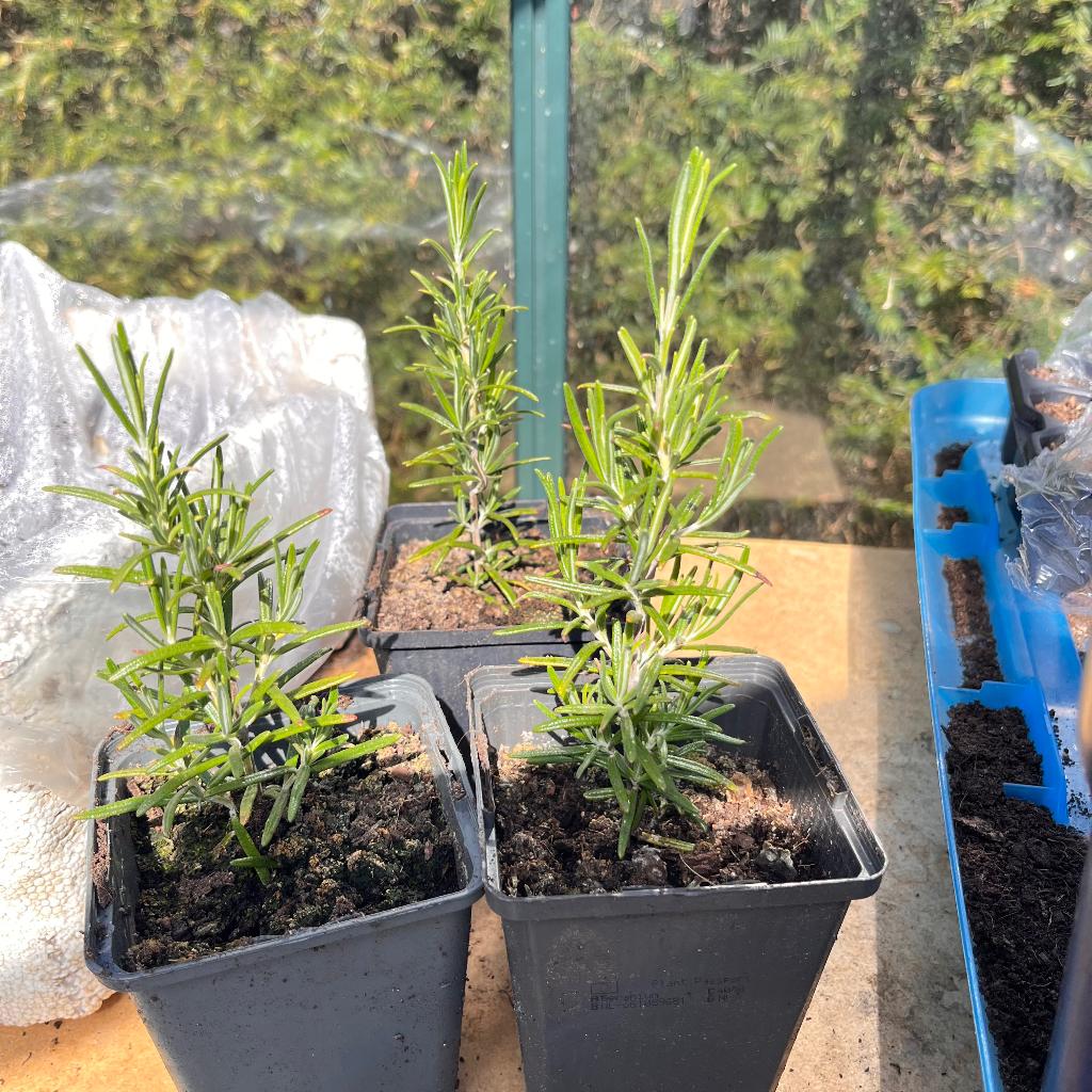 Rozemarijn, Ophalen, Vaste plant, Kruiden, Volle zon