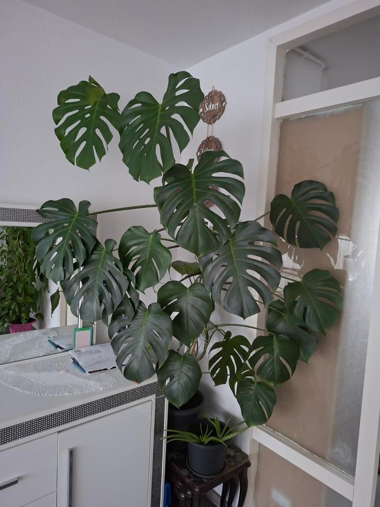 Grote en gezonde Monstera Deliciosa kamerplant, Huis en Inrichting, Kamerplanten, Overige soorten, In pot, 150 tot 200 cm, Groene kamerplant