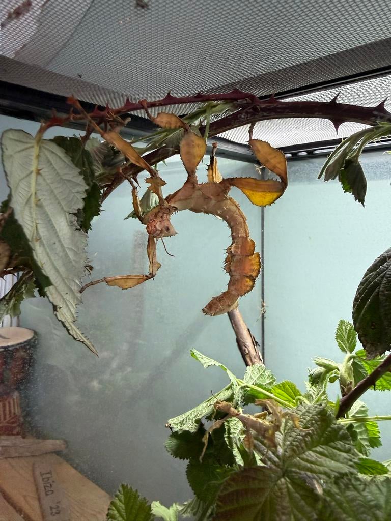 Australische Flappentakken, Dieren en Toebehoren, Wandelende tak