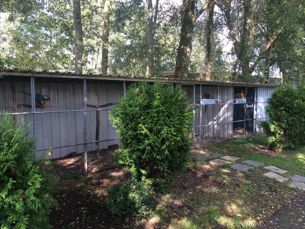 ara opvang met soortgenoten in ruime voilleres, Dieren en Toebehoren, Vogels | Parkieten en Papegaaien, Meerdere dieren, Papegaai