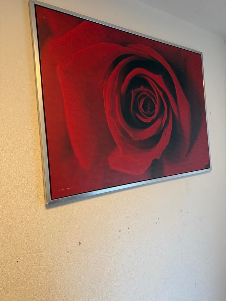 Grote IKEA wanddecoratie Rode roos (140  100 cm), Ophalen