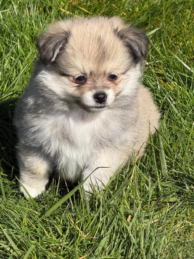 Pomchi   puppies, Reu, 8 tot 15 weken, Parvo, Meerdere