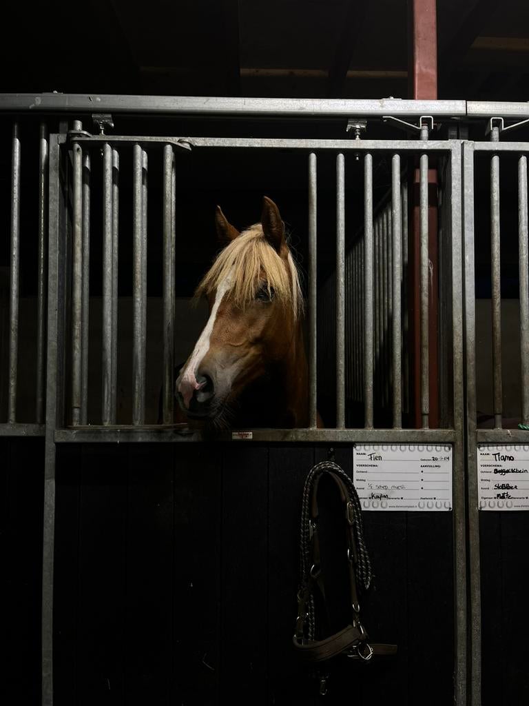 Leuke Haflinger merrie kruising, Met stamboom, Niet van toepassing, Springpony, 0 tot 2 jaar