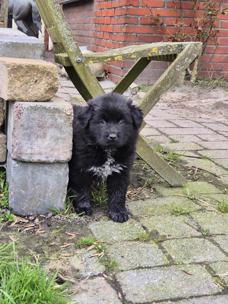 Australian Shepherd x Berner Sennen pups, Nederland, Meerdere, Meerdere dieren, Fokker | Professioneel