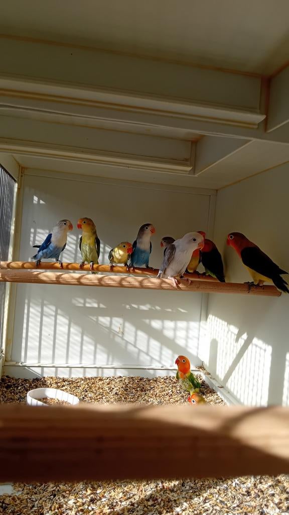 jonge fischeris (kanssplit) dunfallow, Dieren en Toebehoren, Meerdere dieren, Parkiet, Geringd