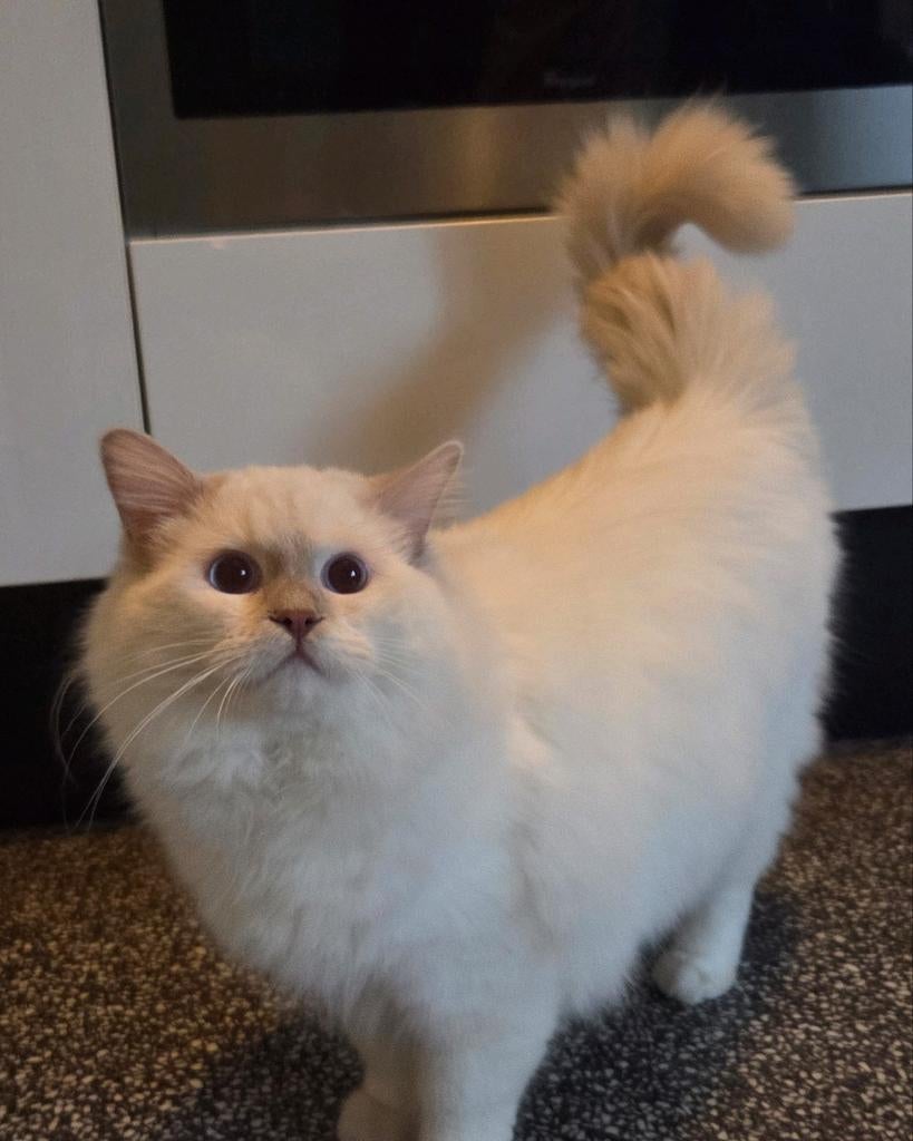 Ragdoll (dek)kater met stamboom fawn mitted point getest, 0 tot 2 jaar