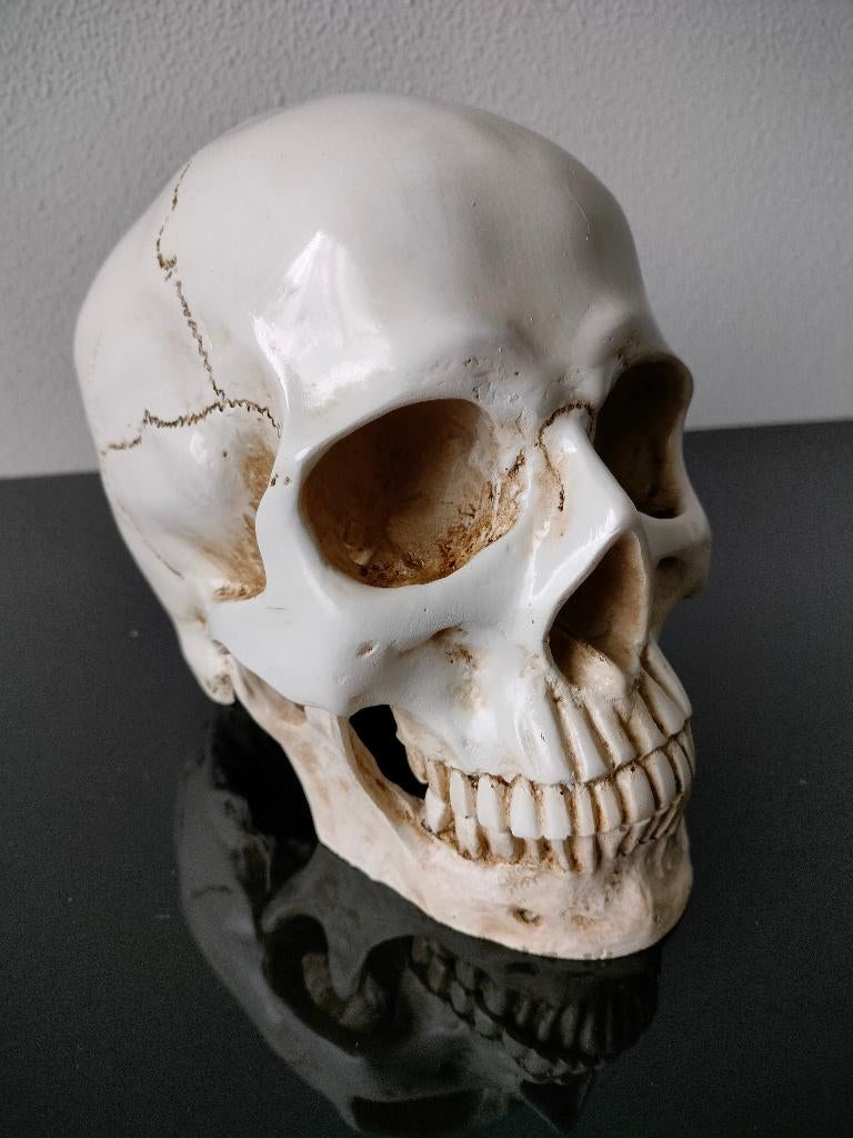 Schedel - replica- polyresin - kunsthars - 2 delen Skull, Ophalen of Verzenden
