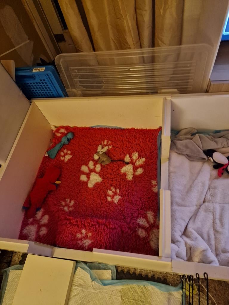 Werpkist voor kleine honden shih thz gebruikt met uitloopren, Ophalen of Verzenden, Zo goed als nieuw, 75 tot 110 cm, Minder dan 65 cm