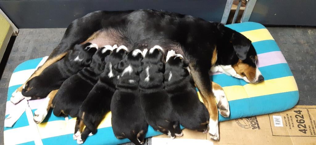 Appenzeller pups, Dieren en Toebehoren, Honden | Herdershonden en Veedrijvers, Meerdere dieren, Overige rassen, Particulier, Meerdere