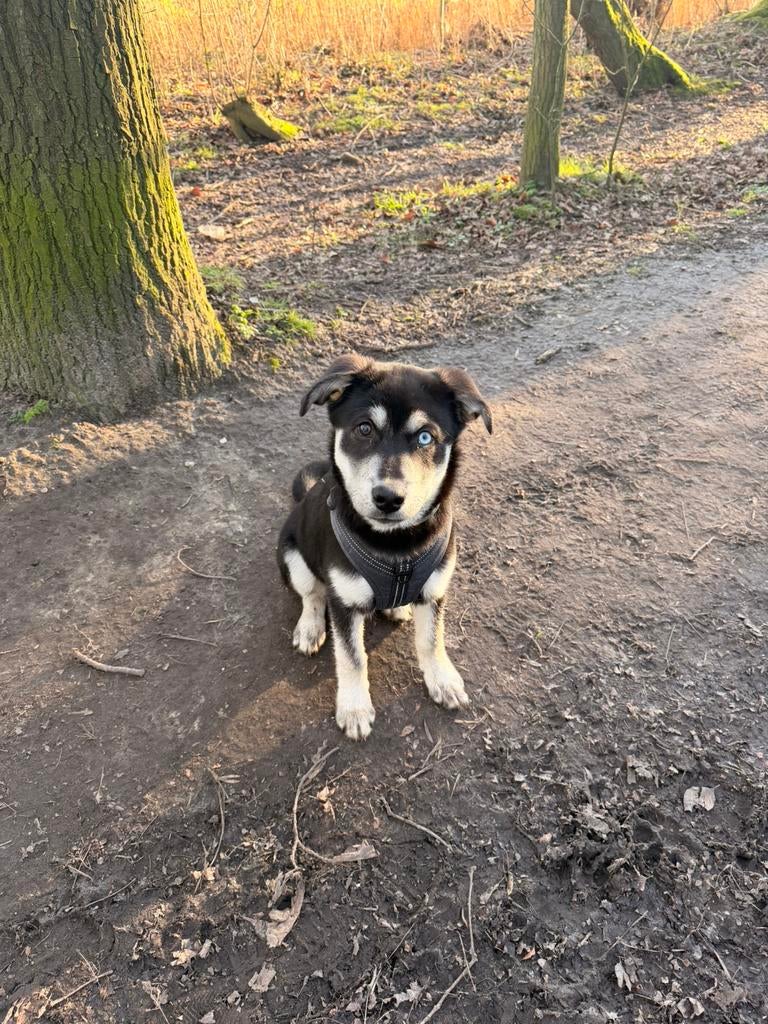 Husky x labrador pup, Dieren en Toebehoren, 15 weken tot 1 jaar, Reu, Groot, Eén hond