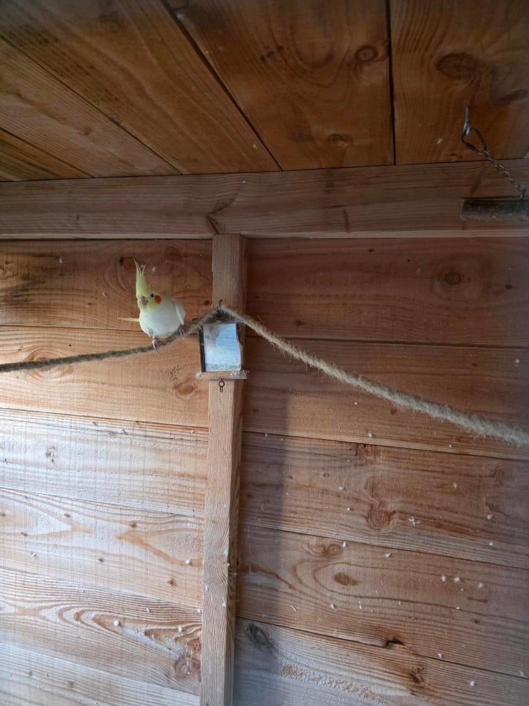 Valkparkiet, Dieren en Toebehoren, Vogels | Parkieten en Papegaaien, Geslacht onbekend, Parkiet, Geringd