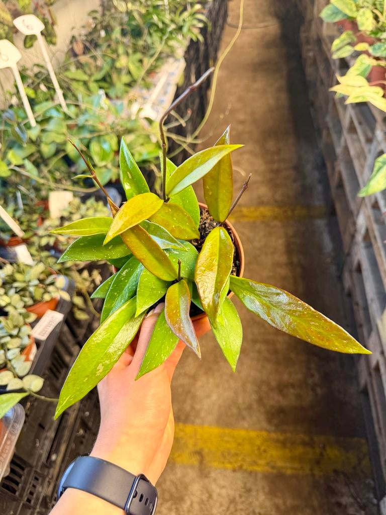 Hoya carnosa 'Publicalyx' p12, Huis en Inrichting, Kamerplanten, Ophalen of Verzenden