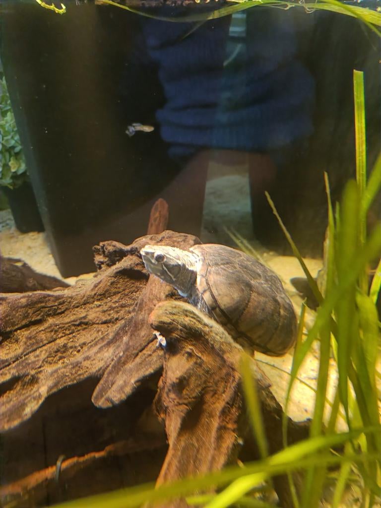 Muskusschildpad Sternotherus odoratus, Schildpad, 7 tot 10 jaar