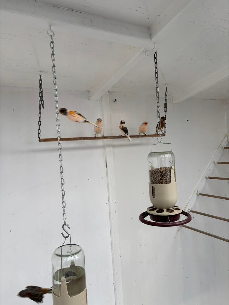 Tekoop harlekijnen, Meerdere dieren, Kleurkanarie